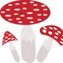 Amanita Muscaria Store